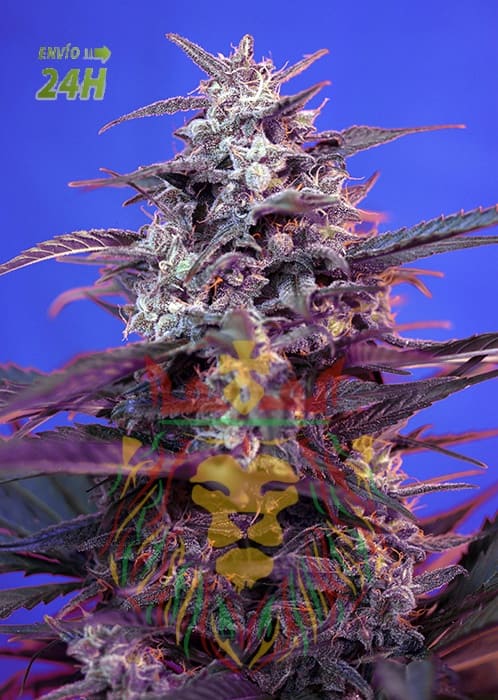 BLOODYSKUNK_AUTO_SWS44