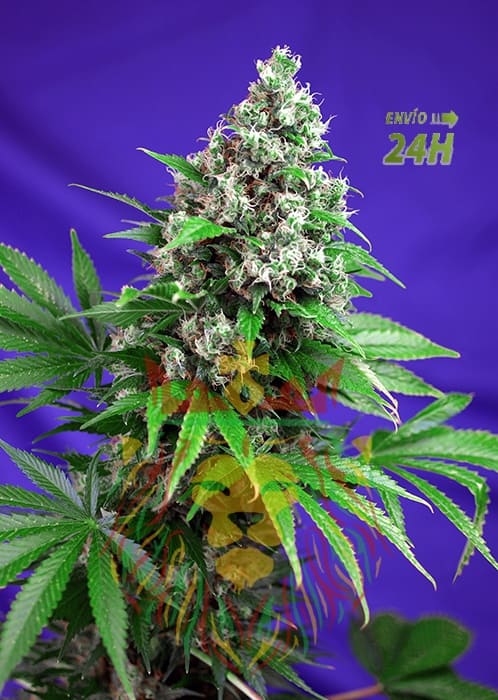 KILLERKUSH_F1FV_SWS52