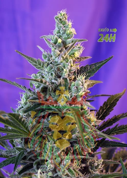 SWEETSKUNK_F1FV_SWS54
