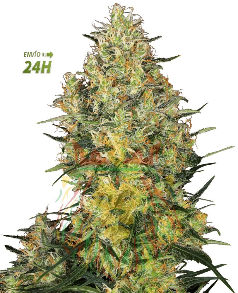 shiva-skunk-feminizada-xl-min